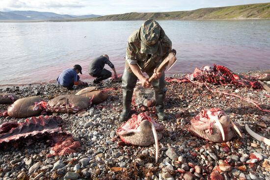 Промысел моржей на Чукотке