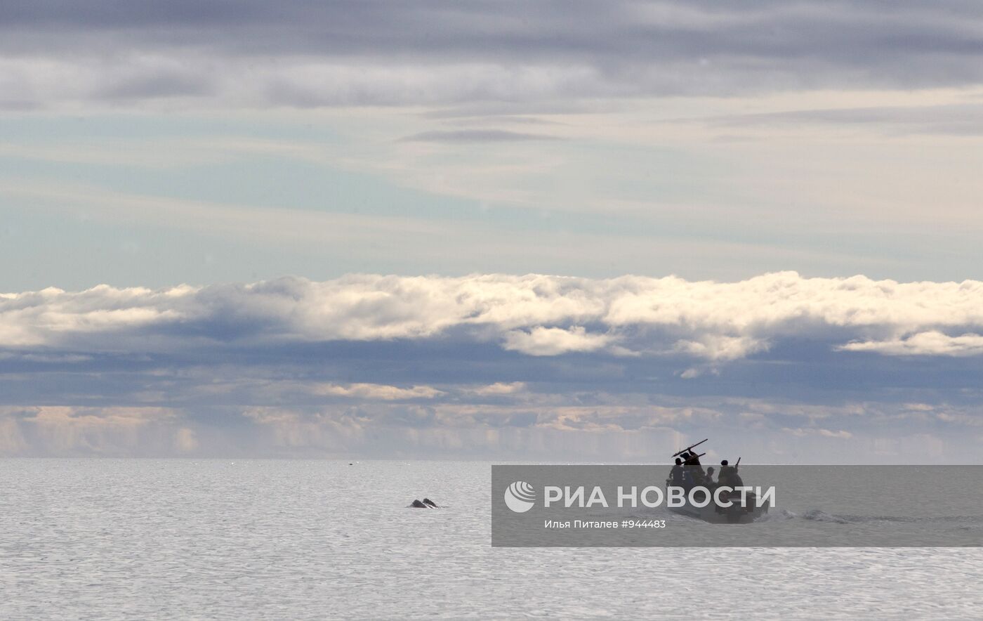 Промысел моржей на Чукотке