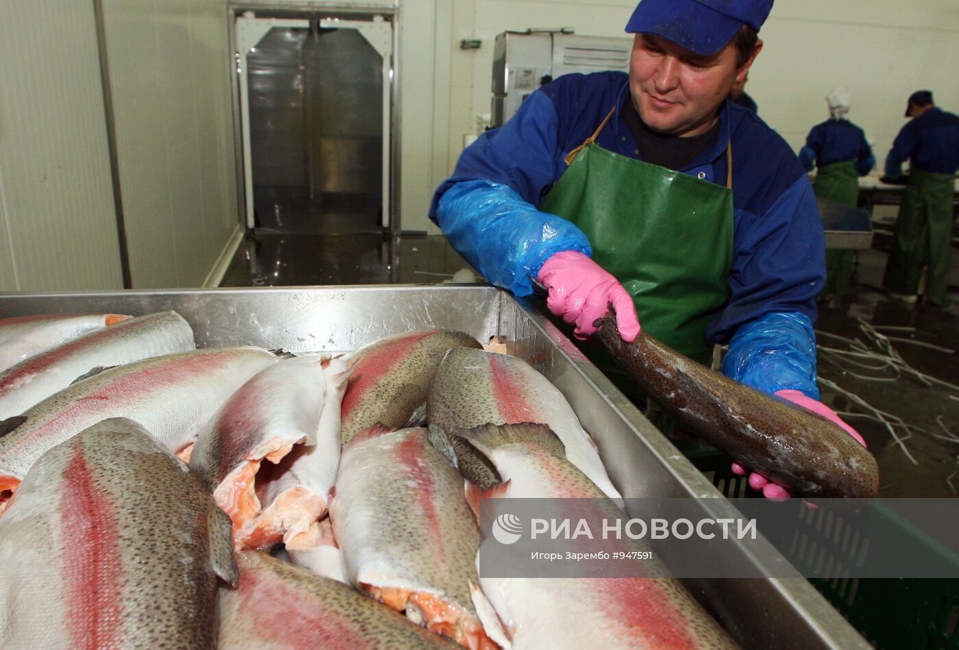 Переработка рыбы на предприятии "Атлантис"