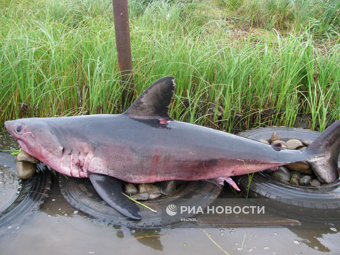 В Приморье рыбаки поймали двухметровую акулу