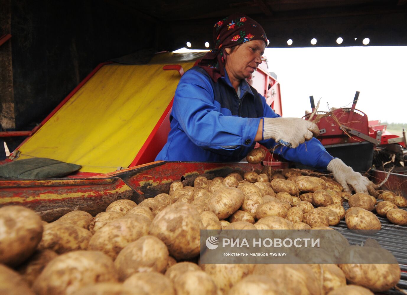 Сбор урожая картофеля в фермерском хозяйстве "Искра"