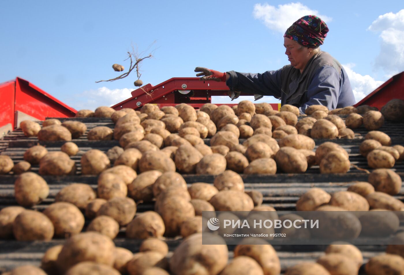 Сбор урожая картофеля в фермерском хозяйстве "Искра"