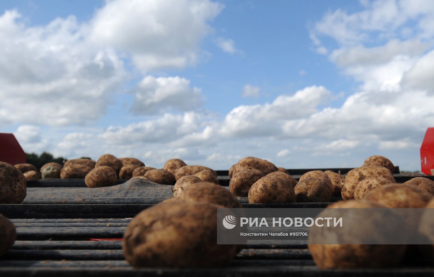 Сбор урожая картофеля в фермерском хозяйстве "Искра"