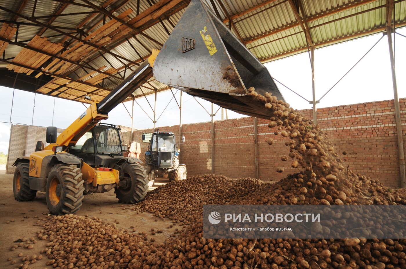 В хозяйстве собрали. Разгрузка картофеля навалом. Уборочная картофеля разгрузка. Погрузка картофеля из хранилища. Фермерское хозяйство Искра.