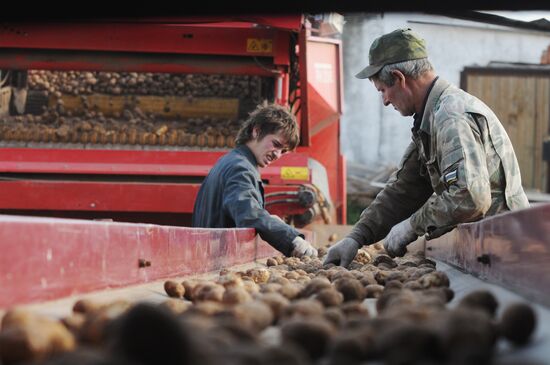 Сбор урожая картофеля в фермерском хозяйстве "Искра"