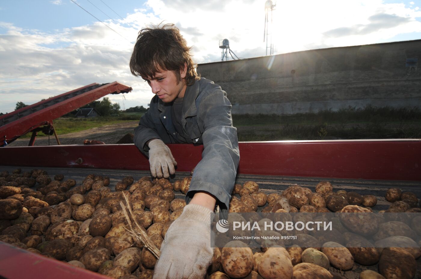 Сбор урожая картофеля в фермерском хозяйстве "Искра"