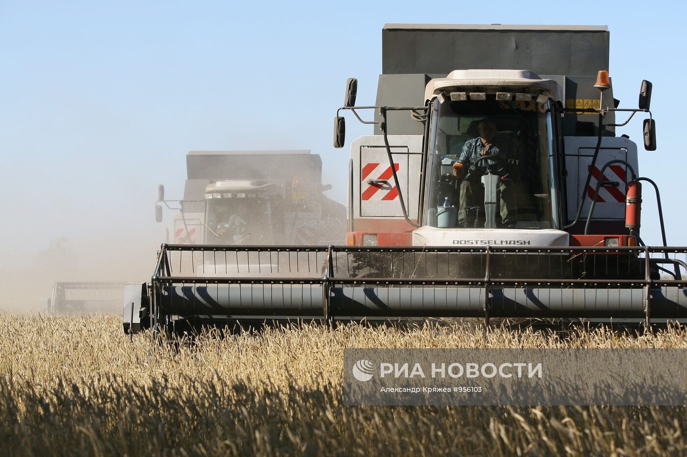 Уборка пшеницы в Новосибирской области