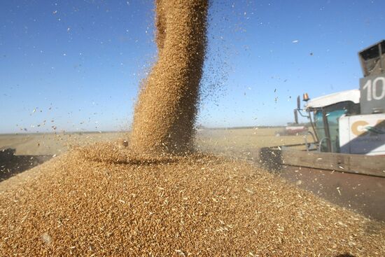 Уборка пшеницы в Новосибирской области