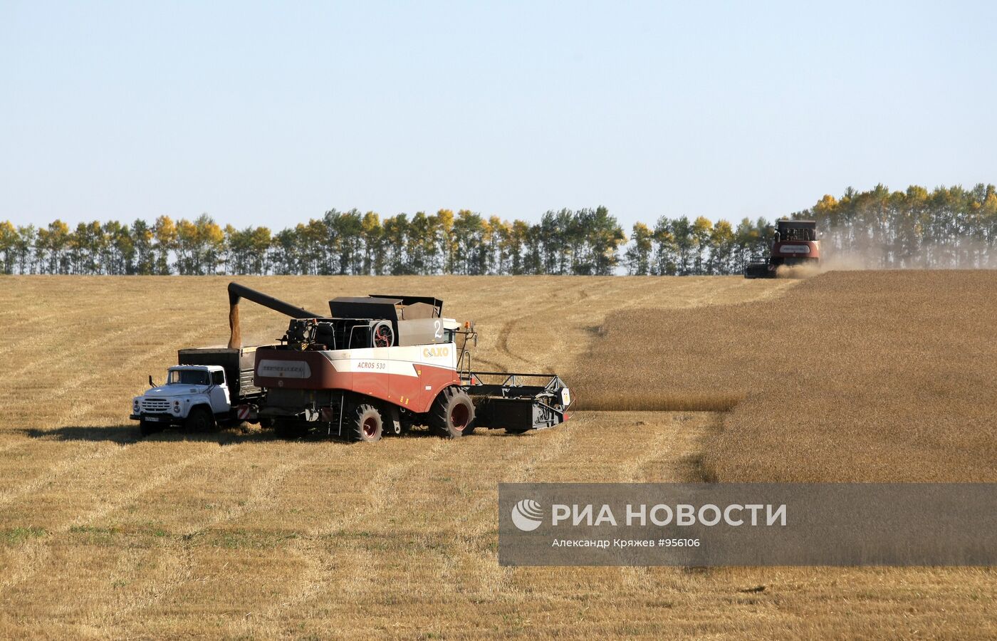 Уборка пшеницы в Новосибирской области