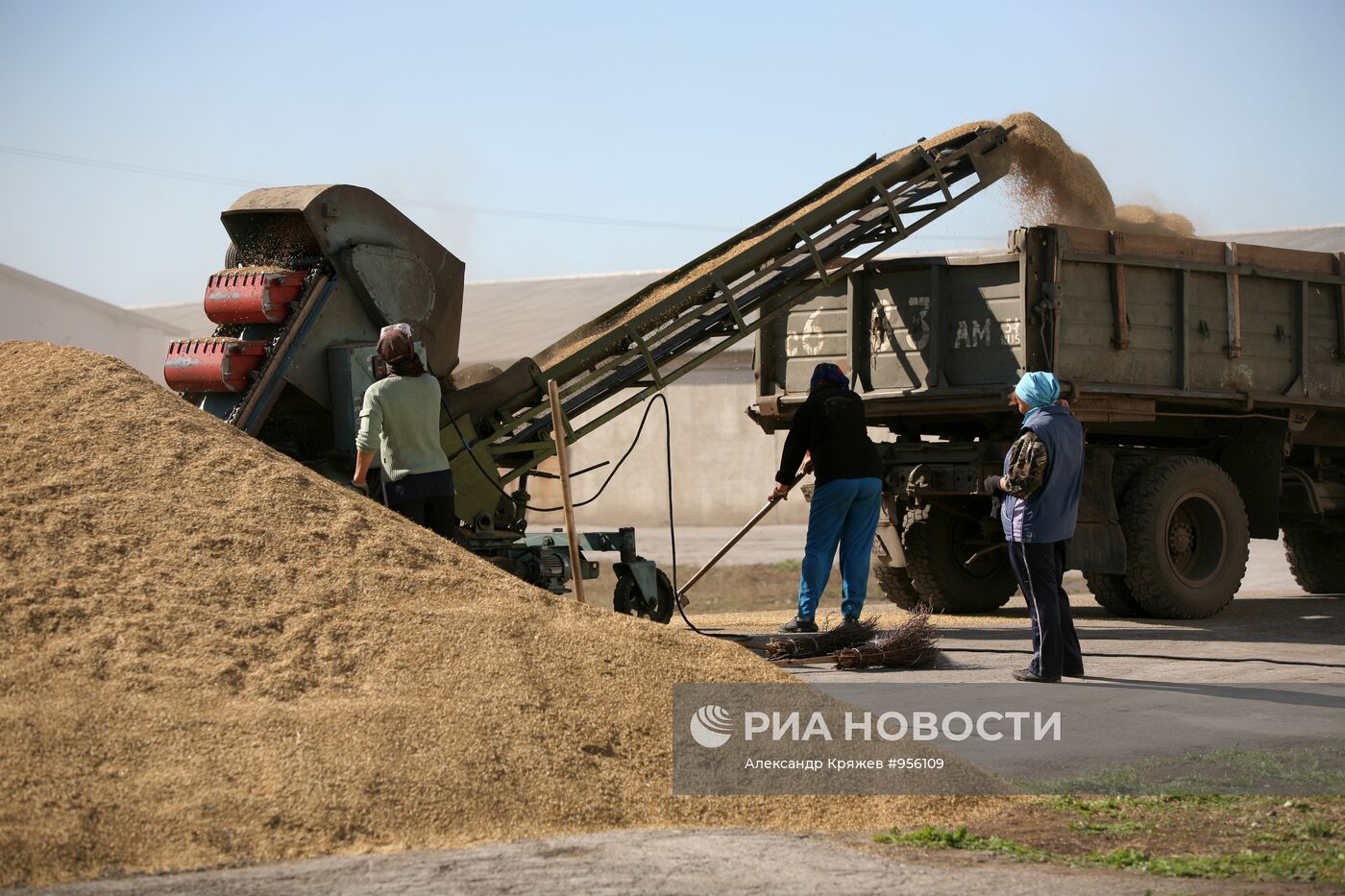 Уборка пшеницы в Новосибирской области