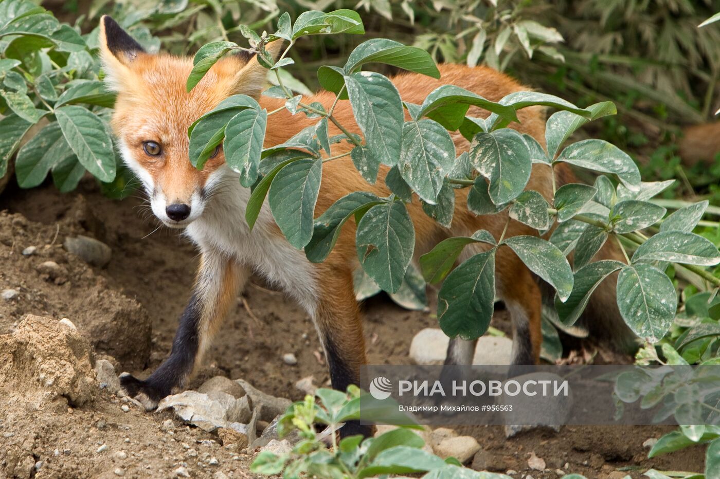 Регионы России. Курильские острова. Остров Итуруп