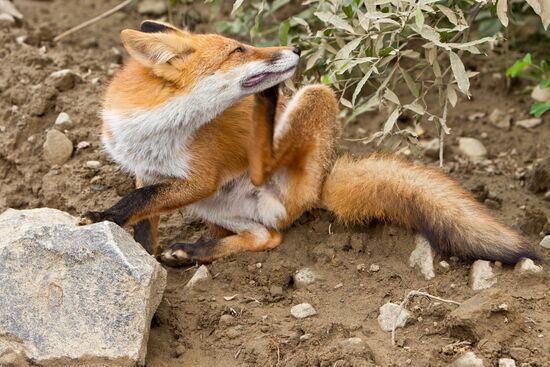 Регионы России. Курильские острова. Остров Итуруп