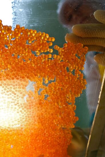 Регионы России. Курильские острова. Остров Итуруп