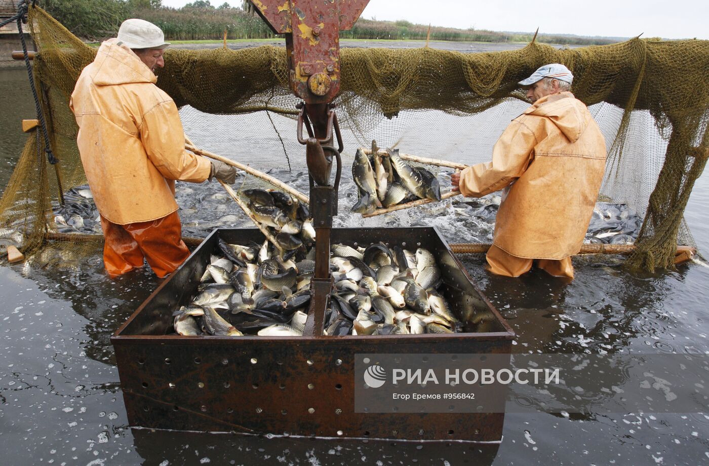 Отлов рыбы в рыбном хозяйстве "Волма"
