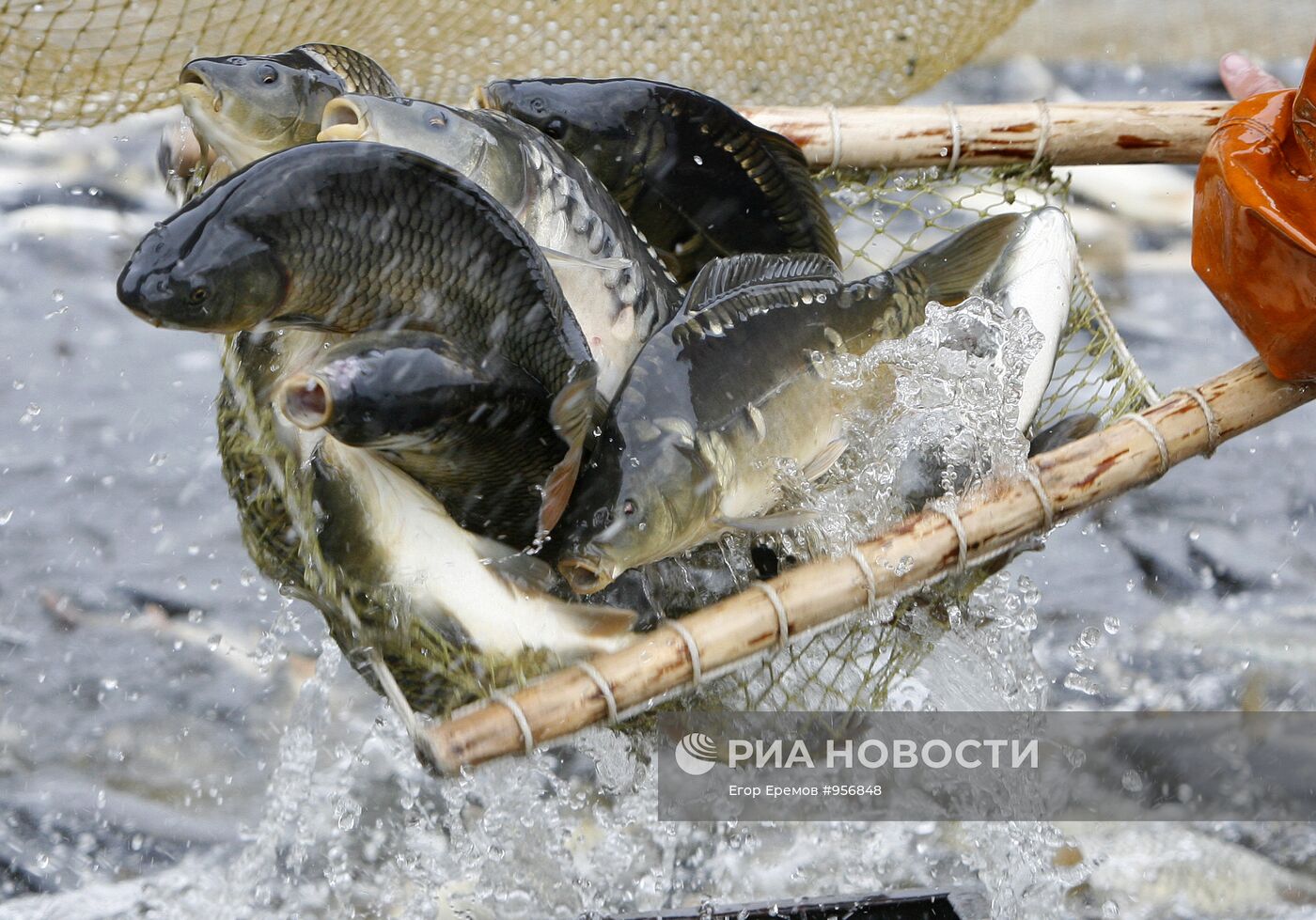 Отлов рыбы в рыбном хозяйстве "Волма"