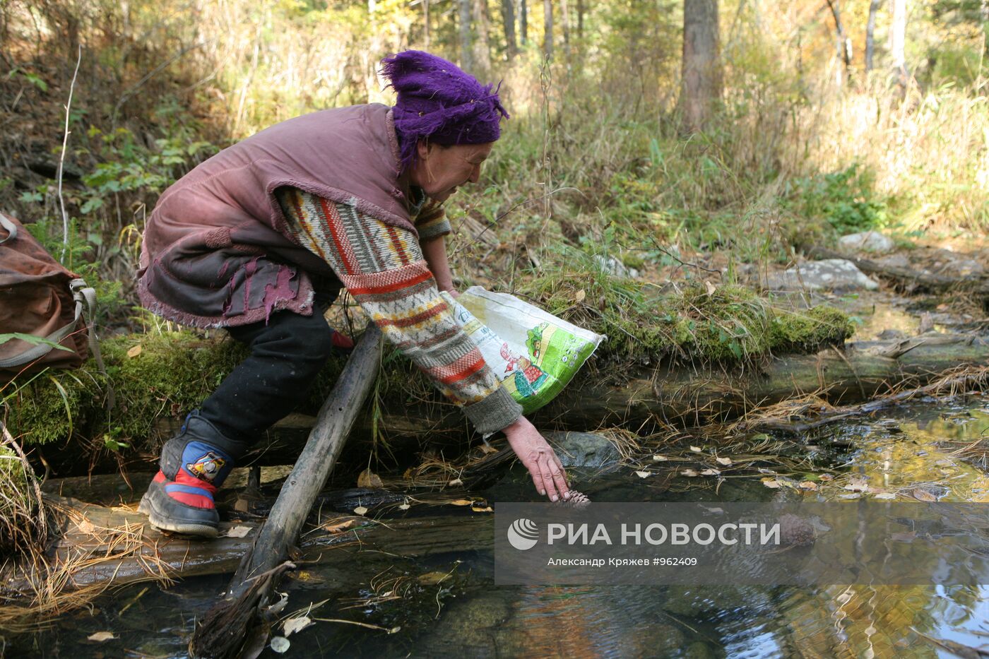 Заготовка кедровых орехов на Алтае