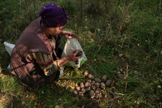 Заготовка кедровых орехов на Алтае