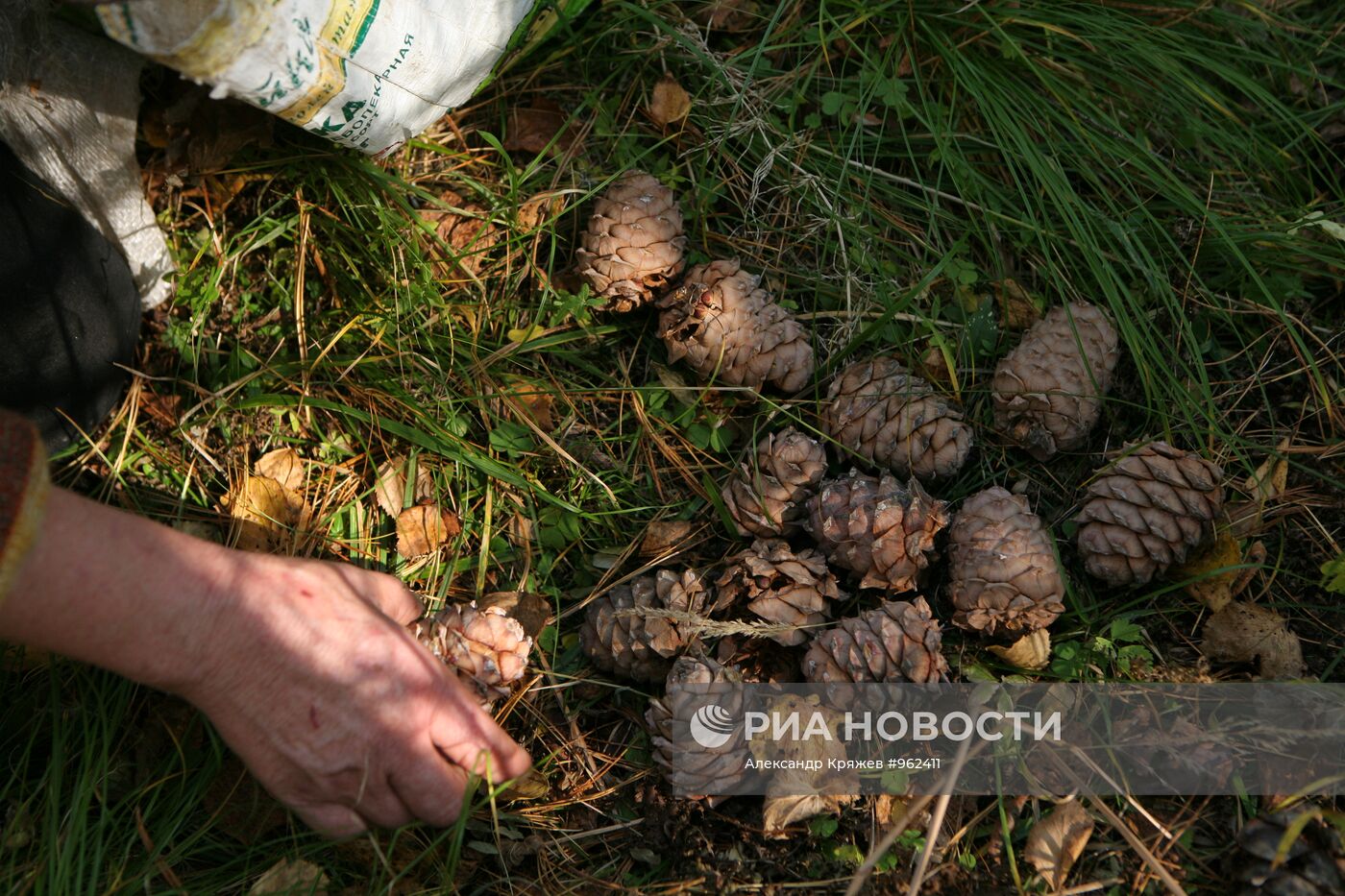 Заготовка кедровых орехов на Алтае