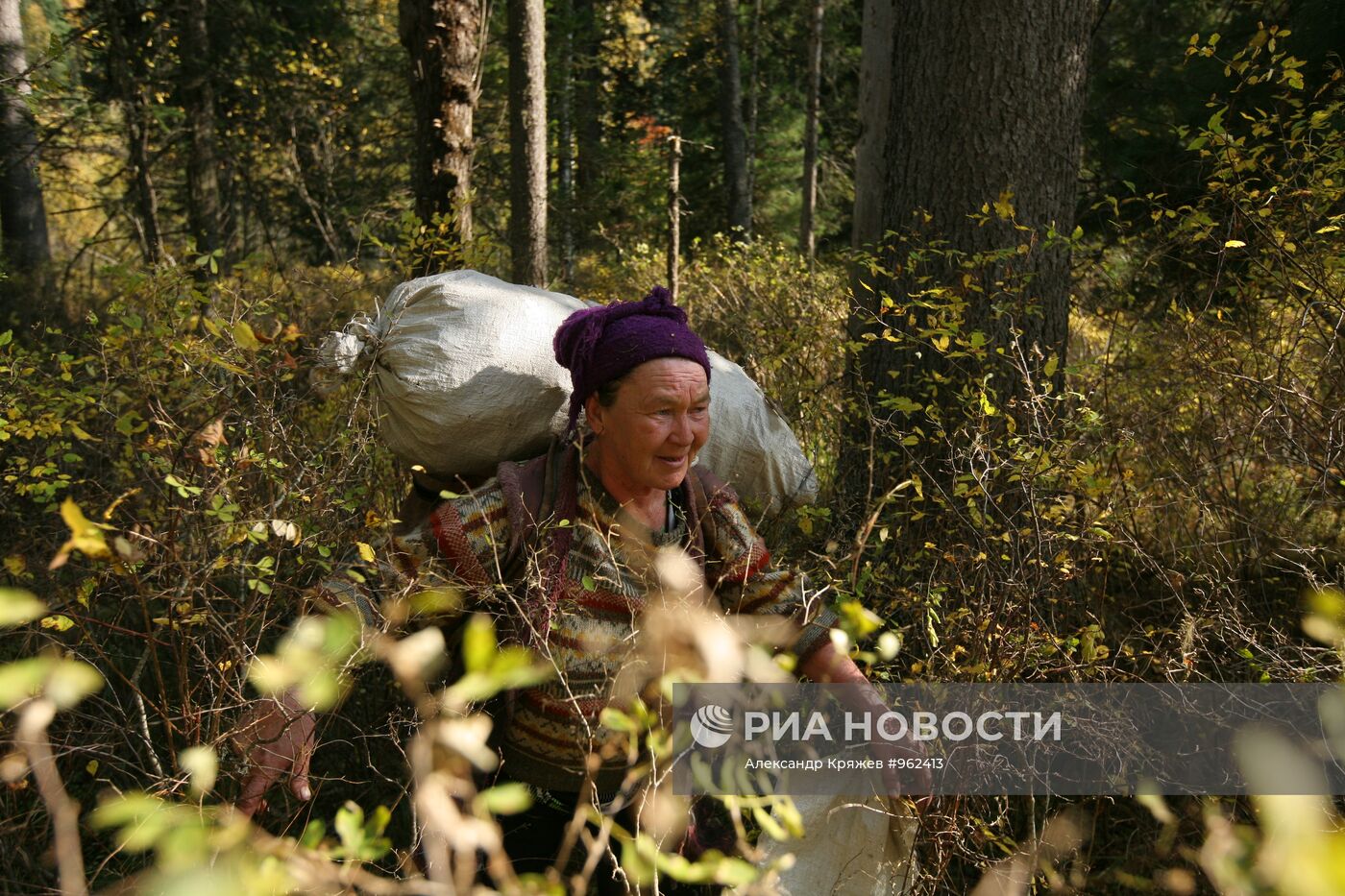 Заготовка кедровых орехов на Алтае