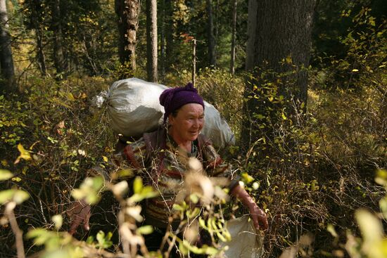 Заготовка кедровых орехов на Алтае