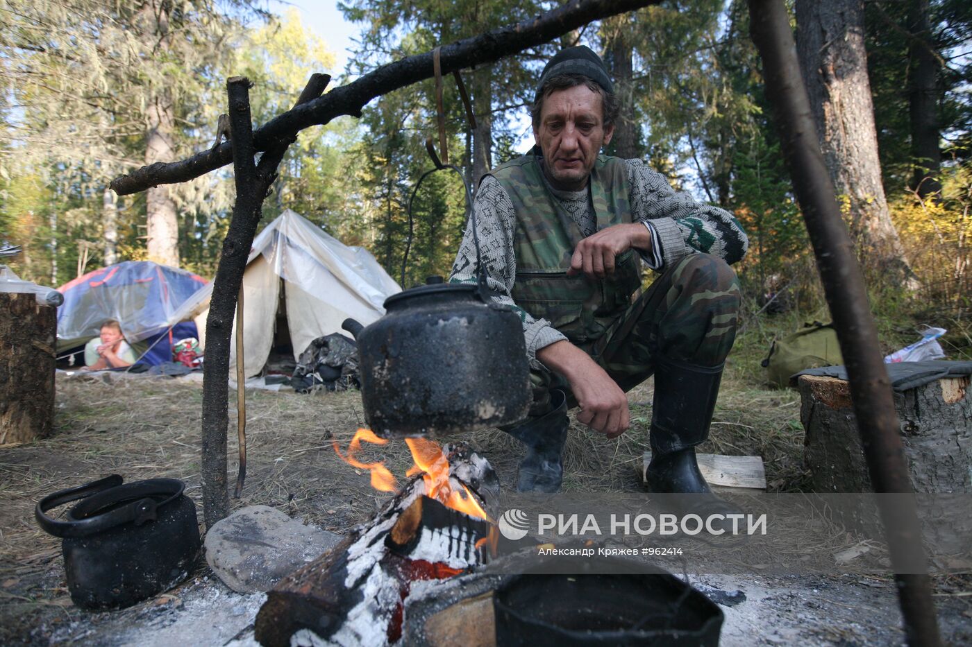 Заготовка кедровых орехов на Алтае