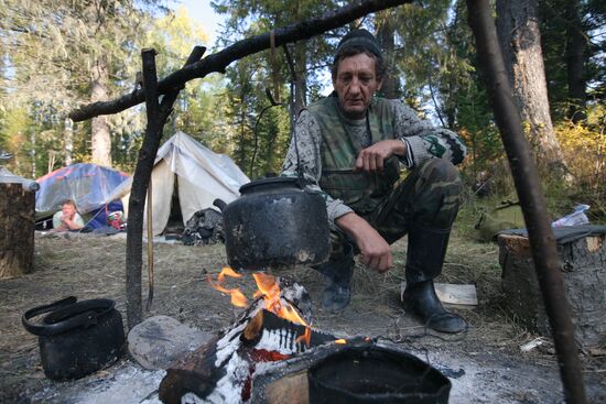Заготовка кедровых орехов на Алтае