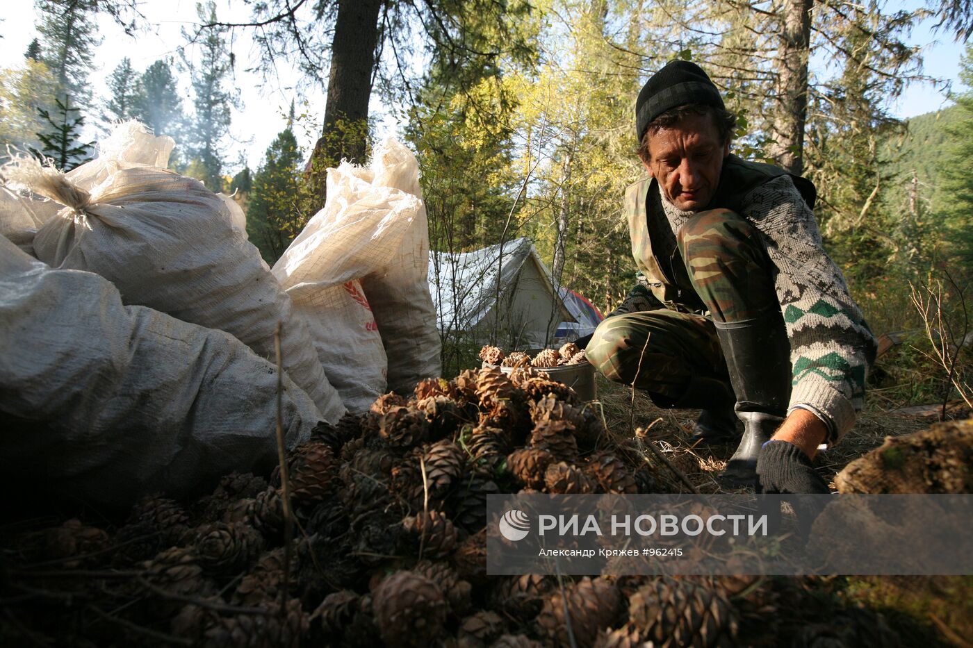 Заготовка кедровых орехов на Алтае