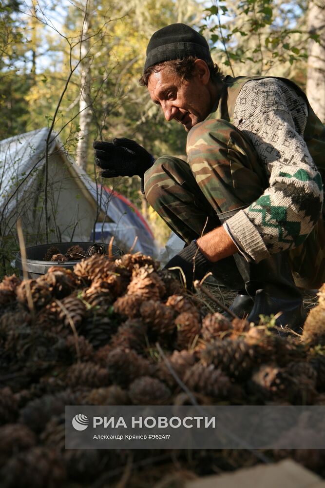 Заготовка кедровых орехов на Алтае