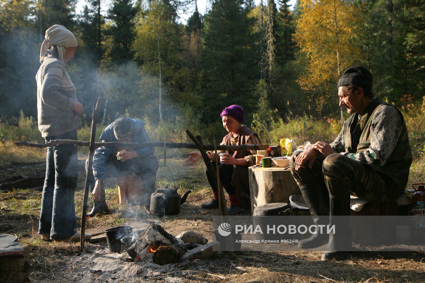 Заготовка кедровых орехов на Алтае
