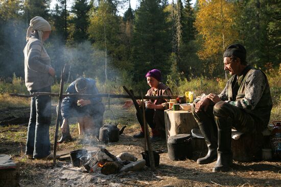 Заготовка кедровых орехов на Алтае