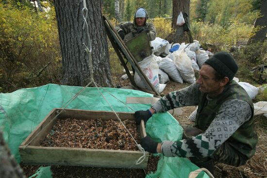 Заготовка кедровых орехов на Алтае