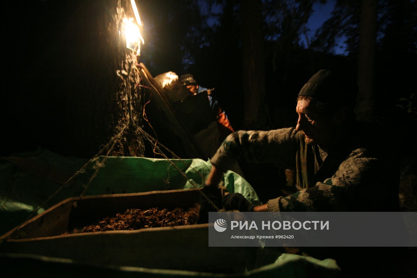 Заготовка кедровых орехов на Алтае