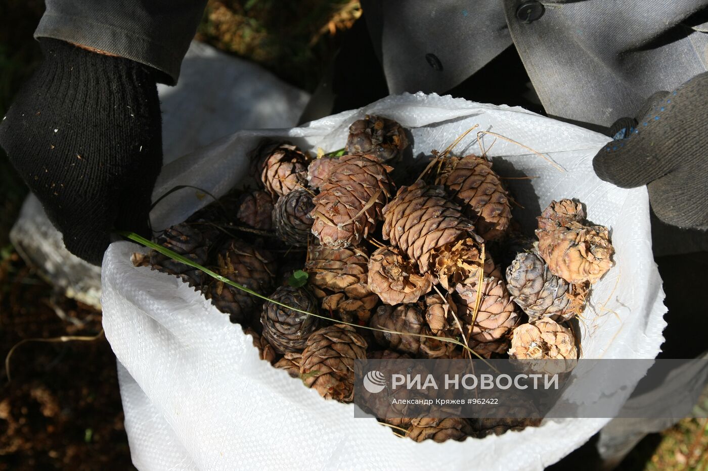 Заготовка кедровых орехов на Алтае