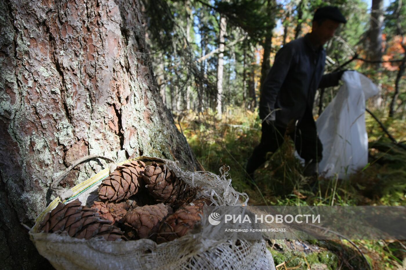 Заготовка кедровых орехов на Алтае