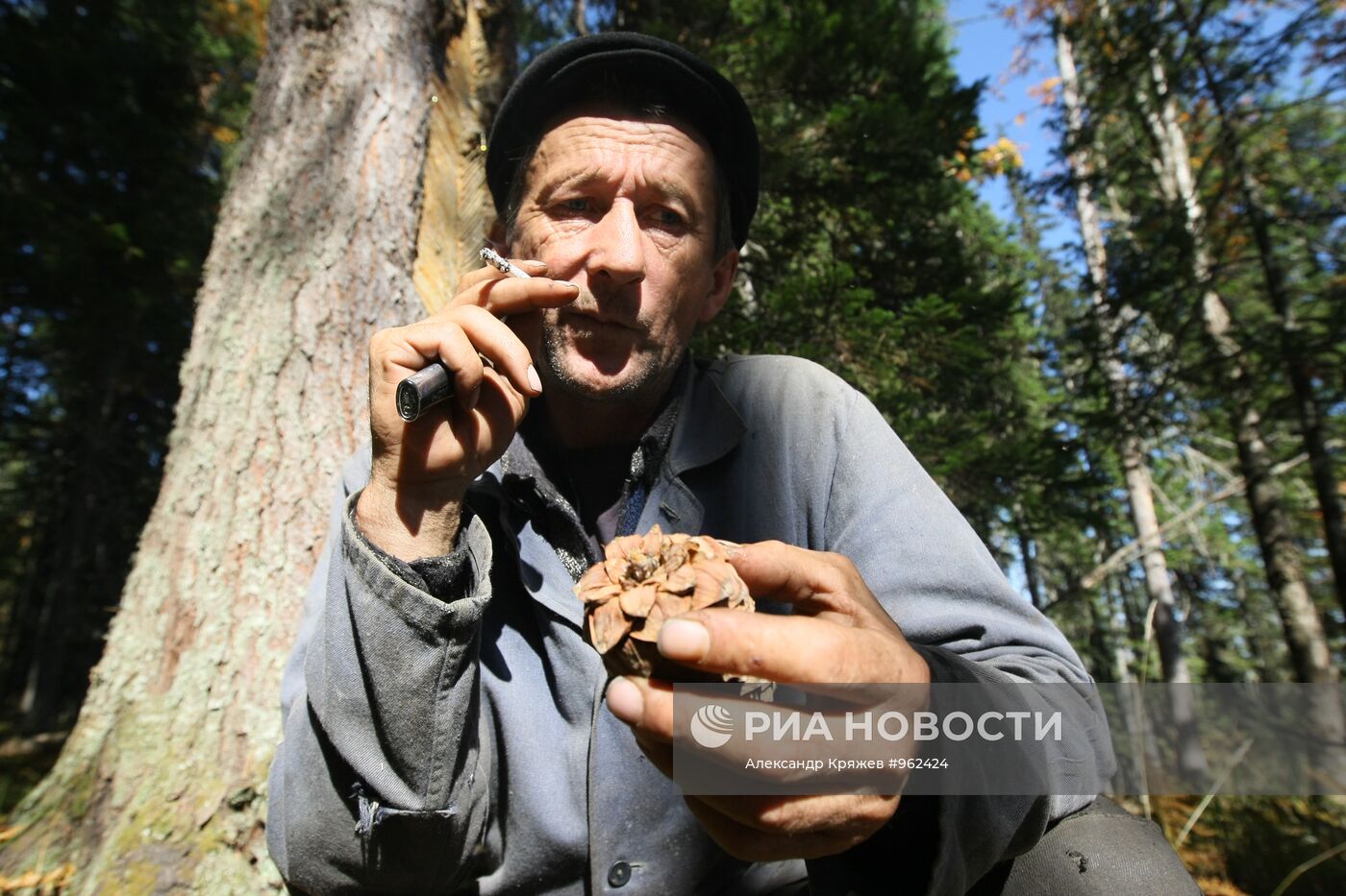 Заготовка кедровых орехов на Алтае