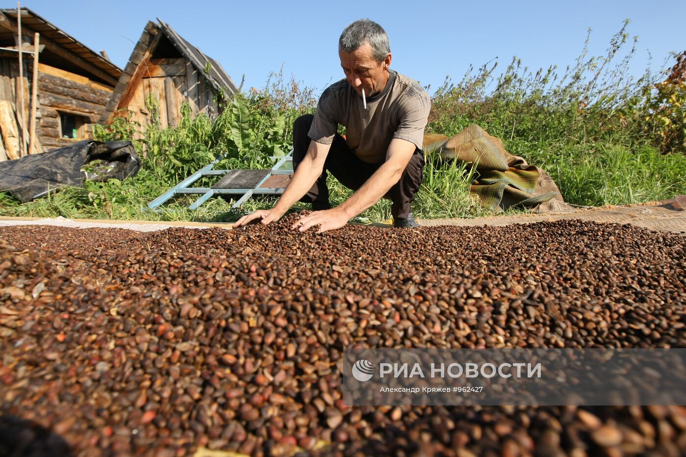 Заготовка кедровых орехов на Алтае