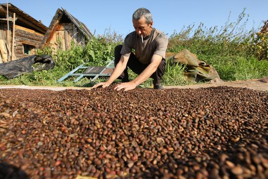 Заготовка кедровых орехов на Алтае