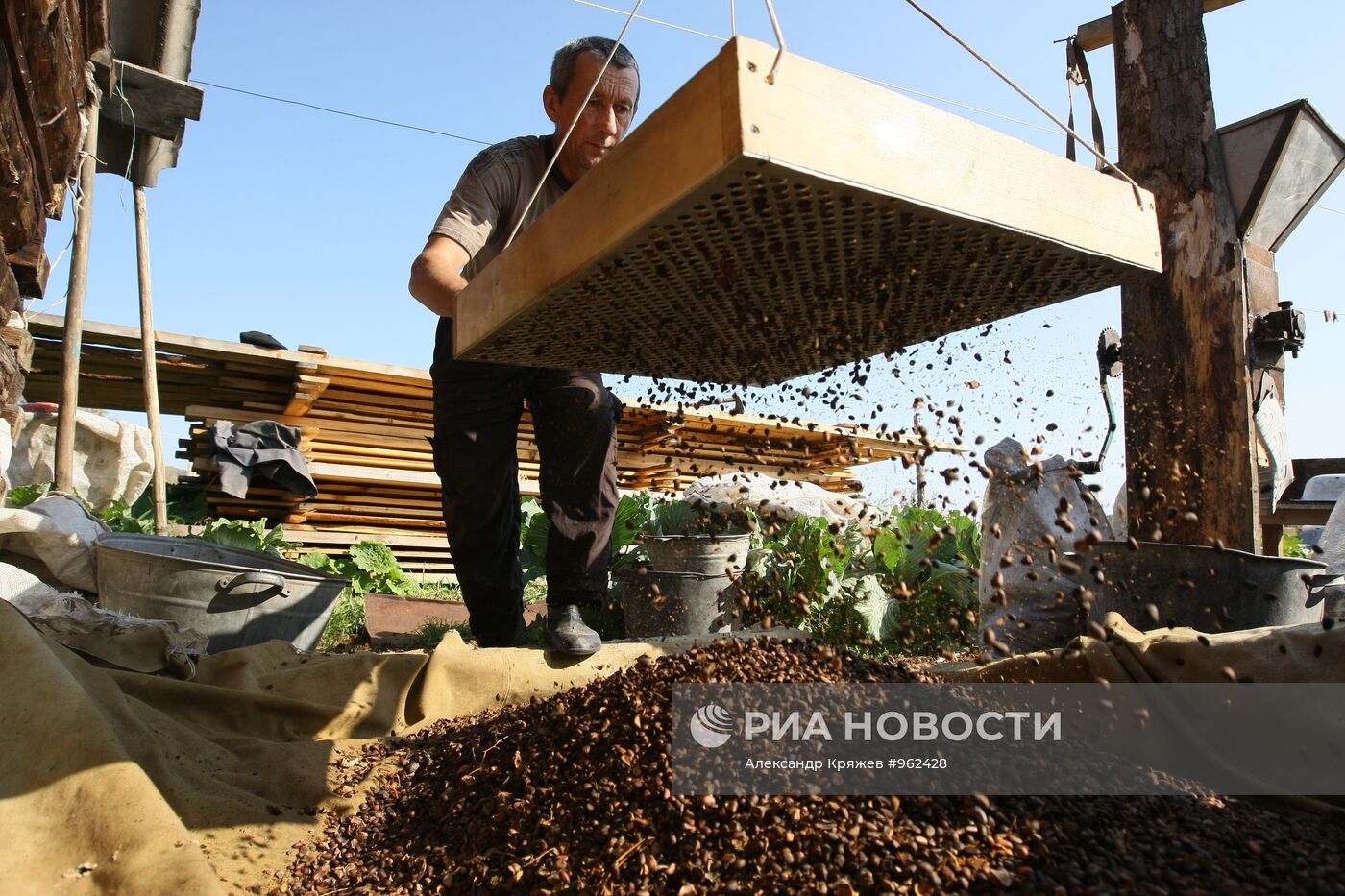 Заготовка кедровых орехов на Алтае