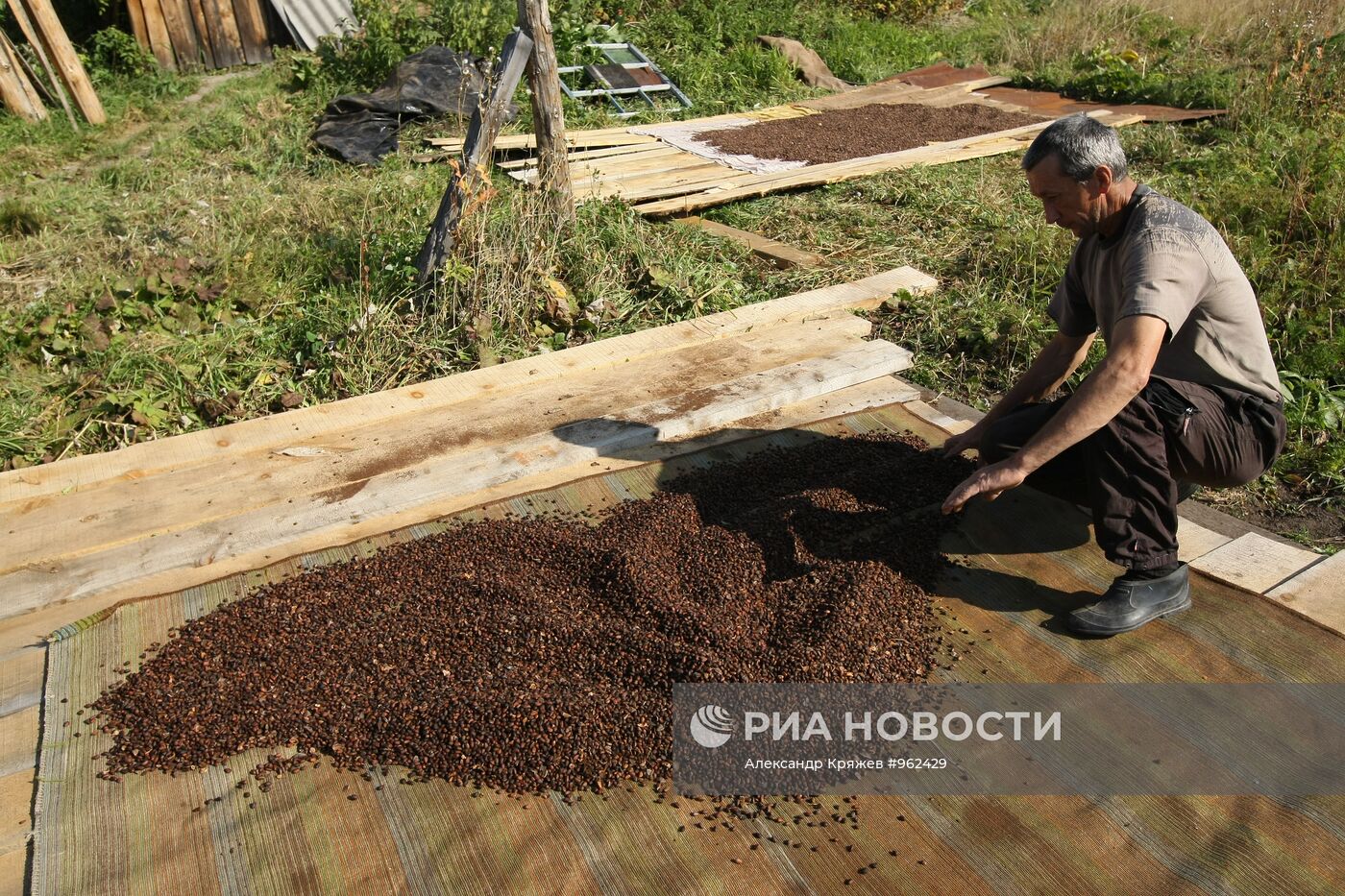 Заготовка кедровых орехов на Алтае