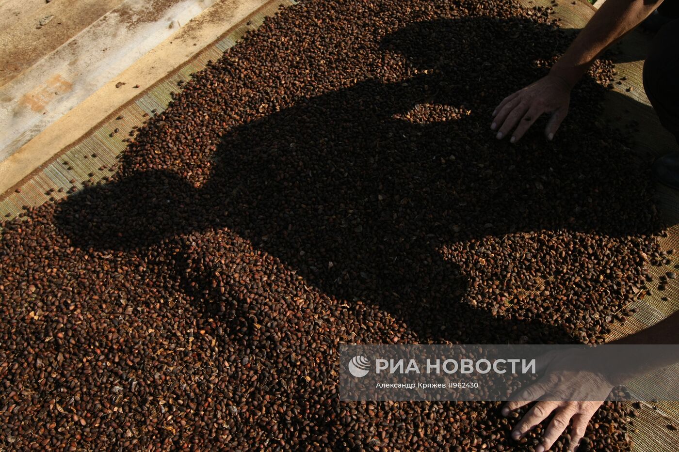 Заготовка кедровых орехов на Алтае