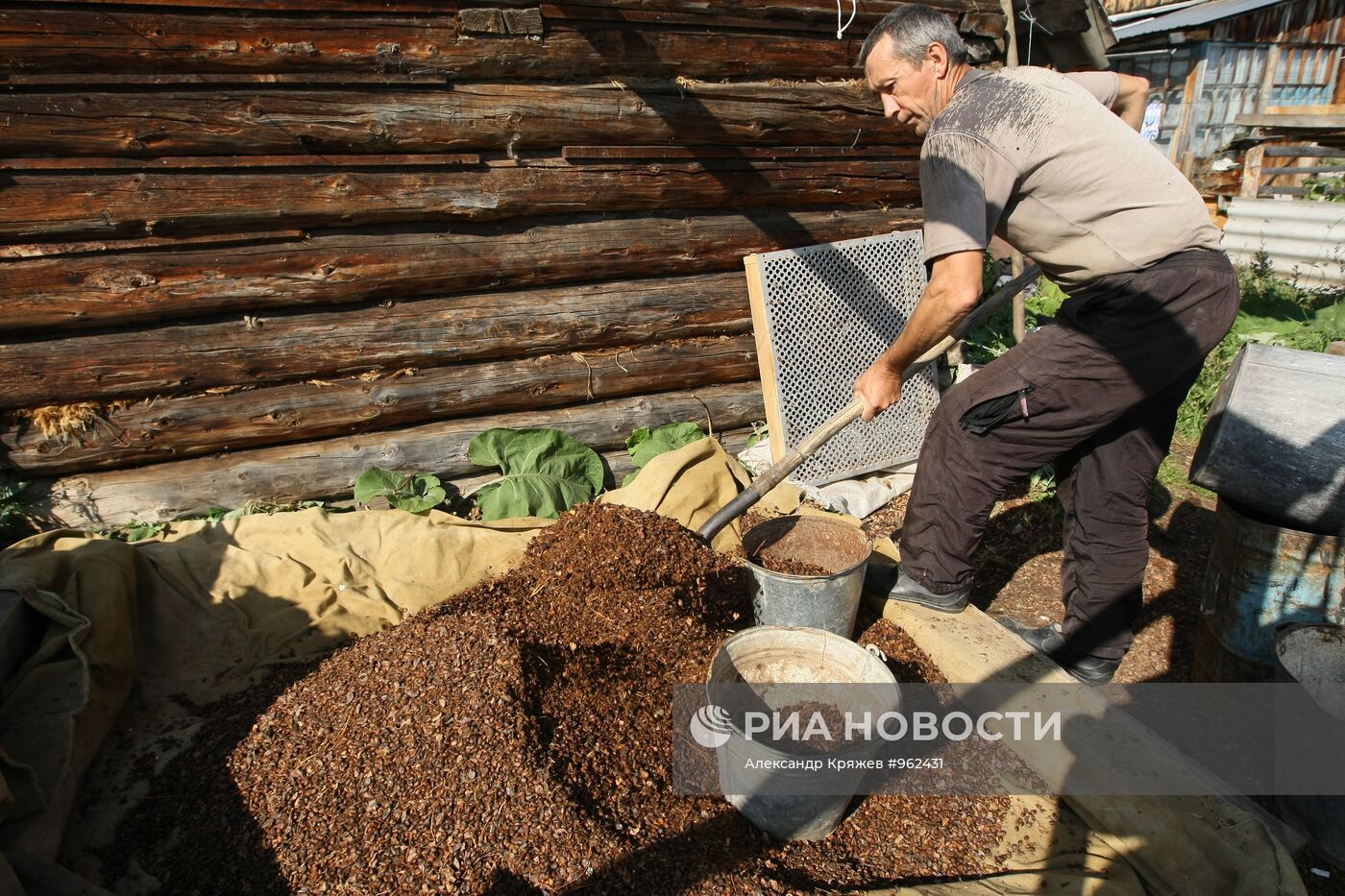 Заготовка кедровых орехов на Алтае