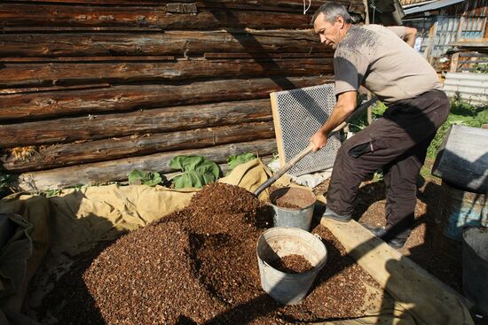 Заготовка кедровых орехов на Алтае