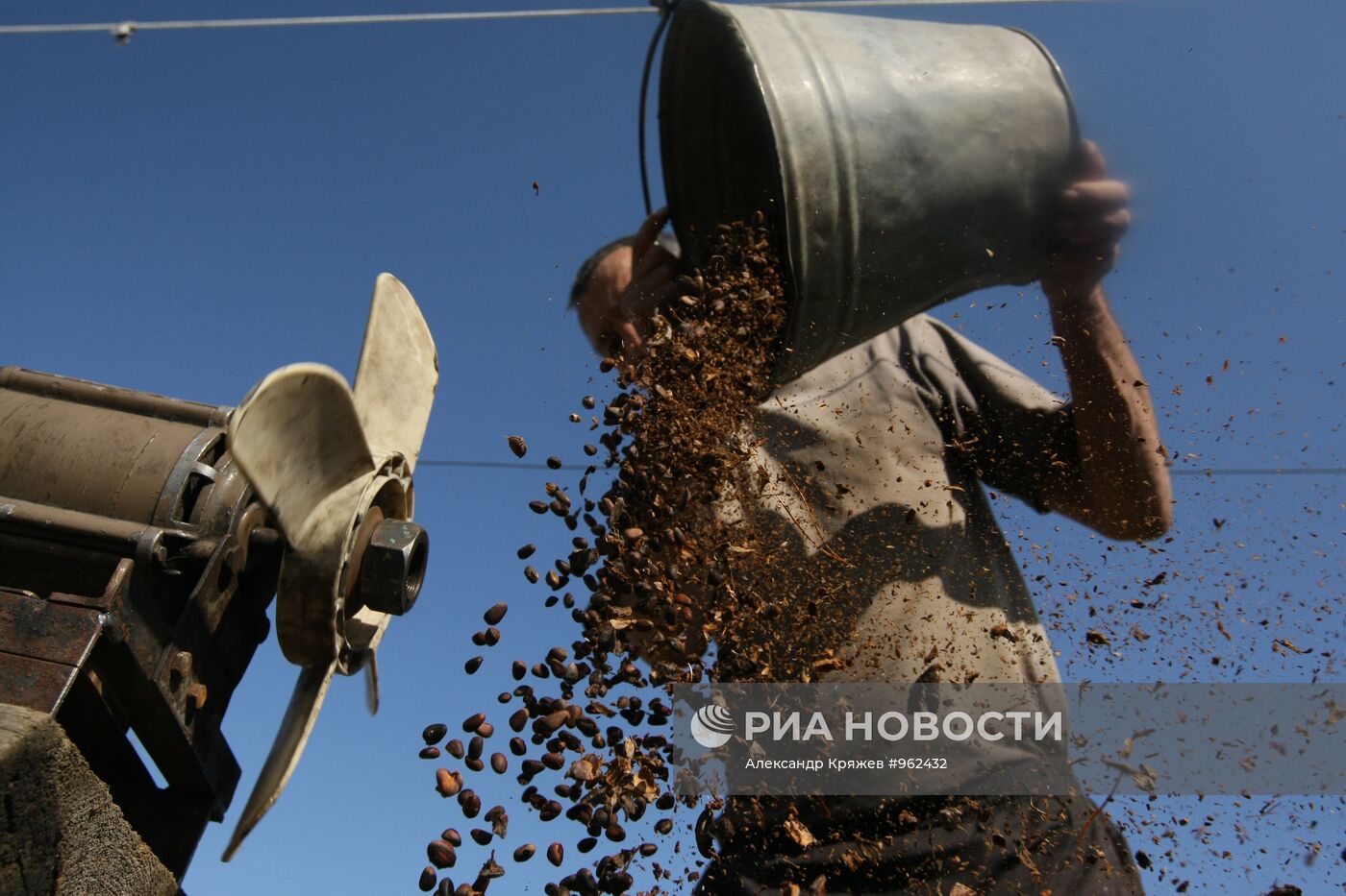 Заготовка кедровых орехов на Алтае