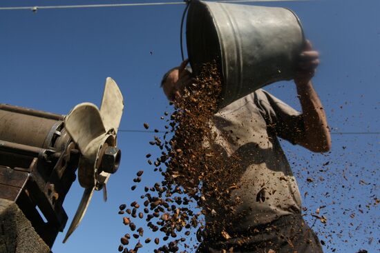 Заготовка кедровых орехов на Алтае