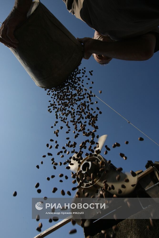 Заготовка кедровых орехов на Алтае