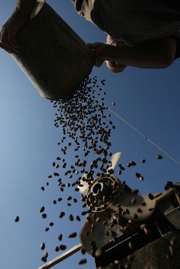 Заготовка кедровых орехов на Алтае