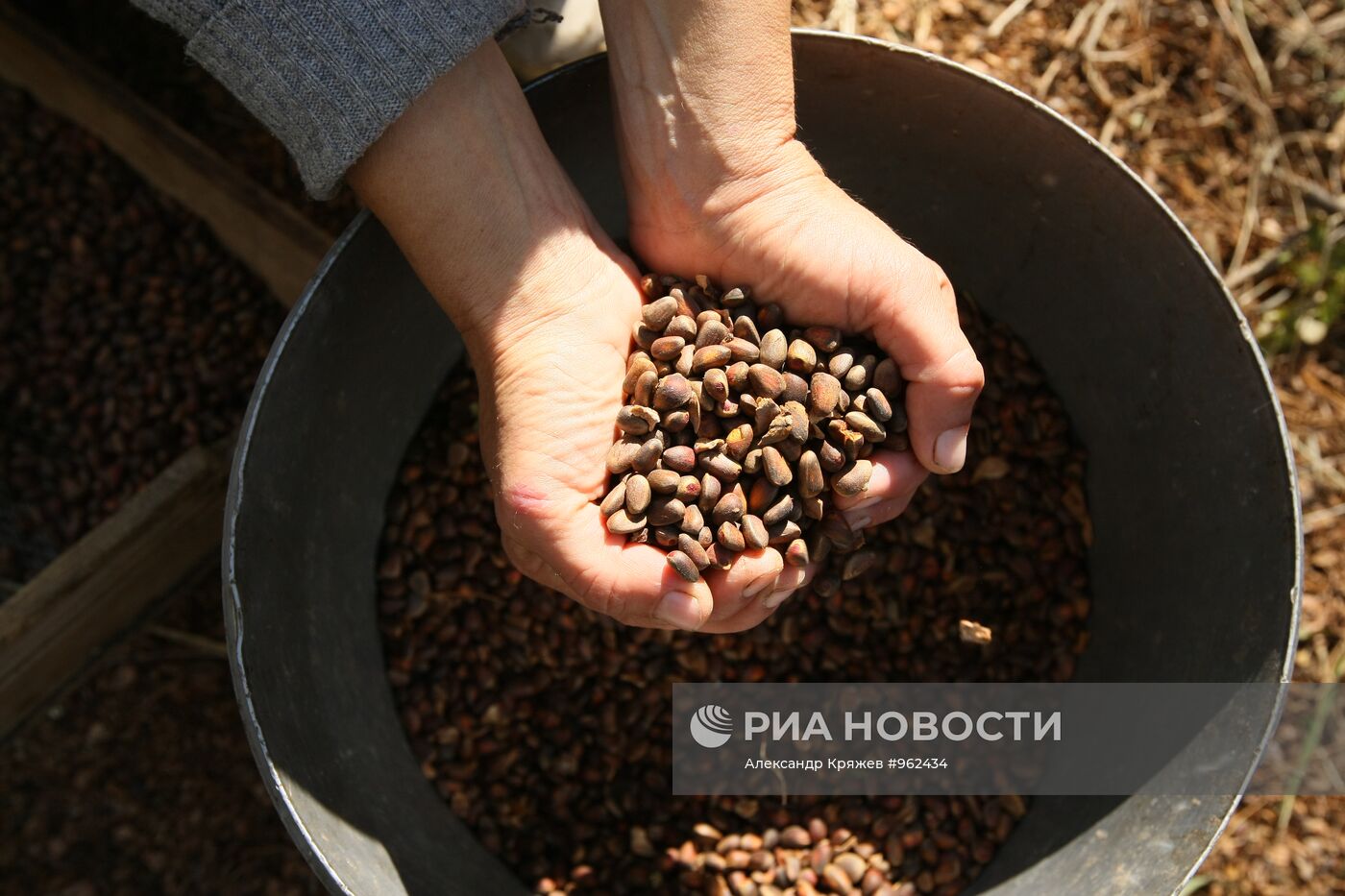 Заготовка кедровых орехов на Алтае