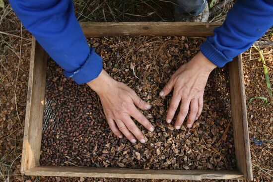 Заготовка кедровых орехов на Алтае