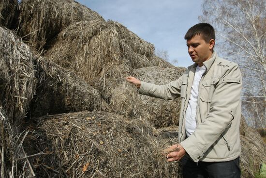 Выращивание ненаркотической конопли в Новосибирской области