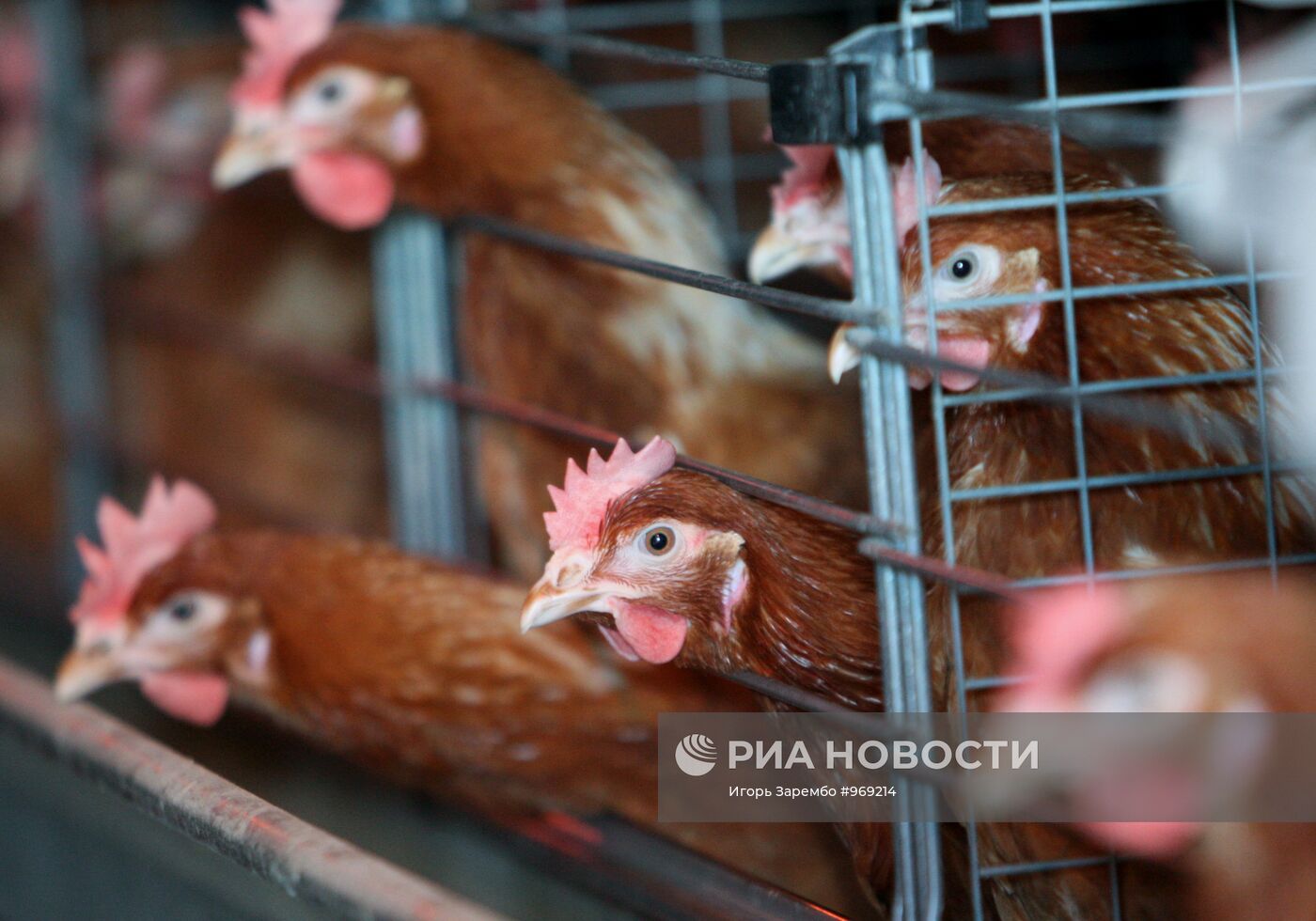 Работа Гурьевской птицефабрики в Калининградской области